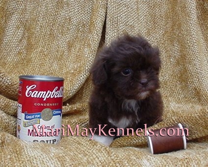 a tiny type Shihpoo