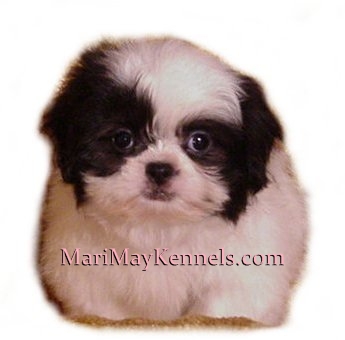 MariMay Kennels, Shihpoo, Michigan