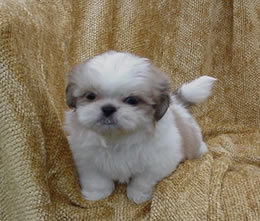 Shih-poos love to play, MariMay Kennels, Shih-poo, Michigan